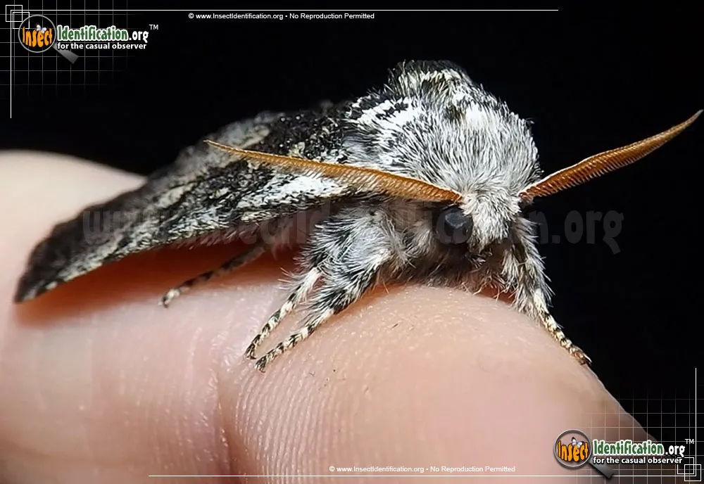 Close-banded Yellowhorn Moth - photo 3
