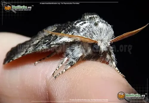 Close-banded Yellowhorn Moth - photo 4
