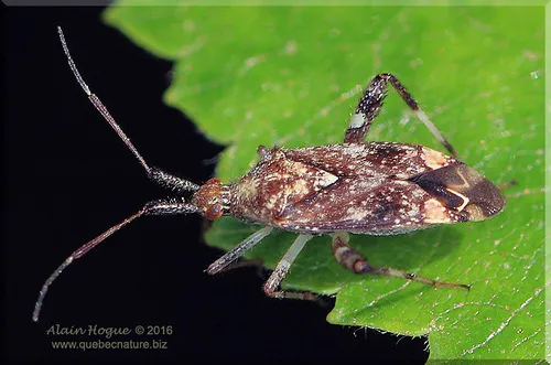 Clouded Plant Bug - Neurocolpus nubilus