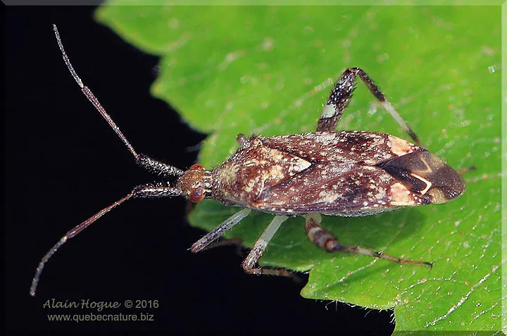 Clouded Plant Bug - photo 3
