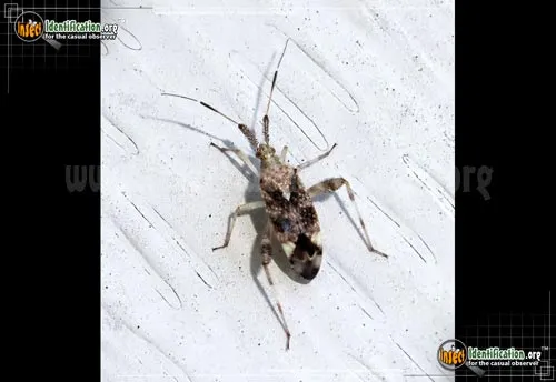 Clouded Plant Bug - photo 4