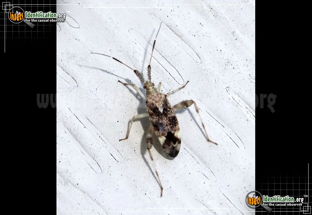 Clouded Plant Bug - photo 5