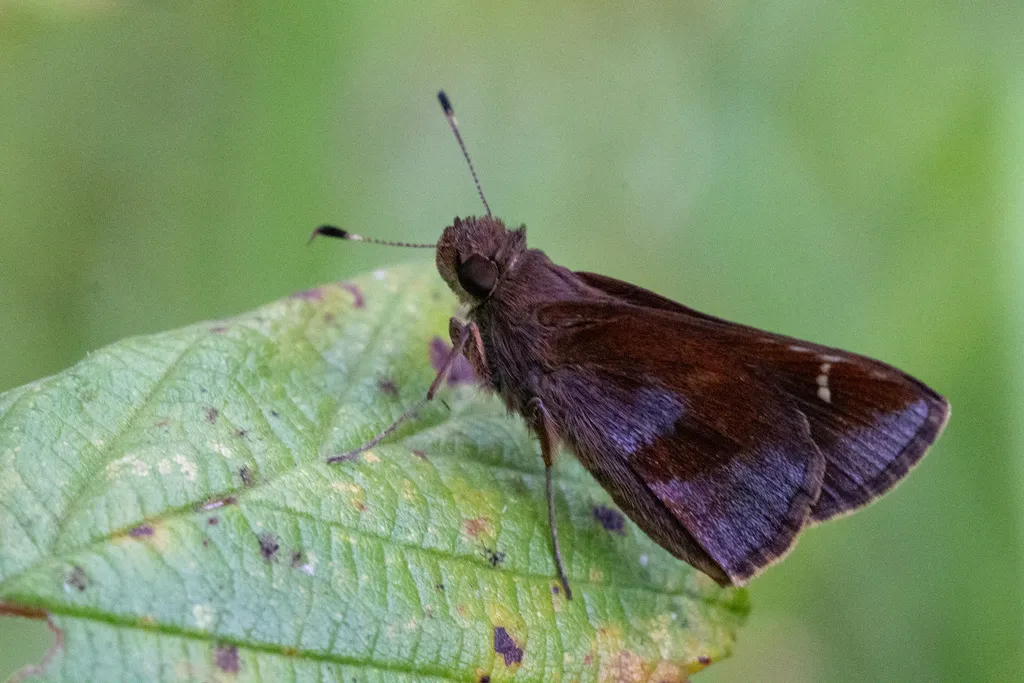 Clouded Skipper - photo 2