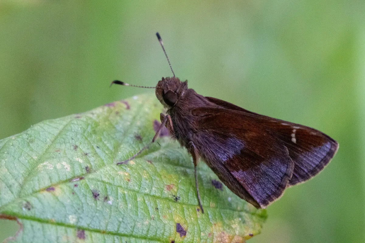 Clouded Skipper - photo 3