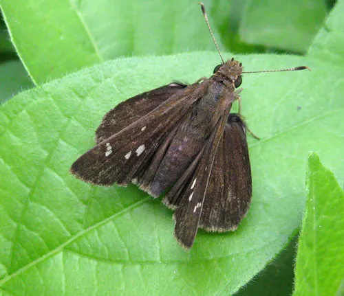 Clouded Skipper - photo 4