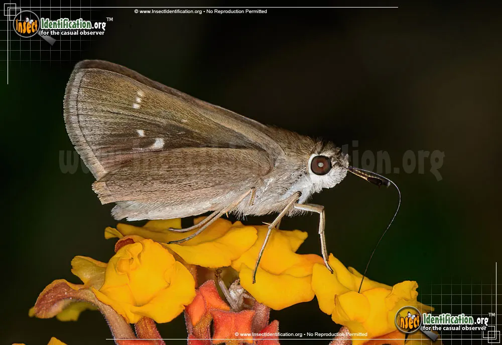 Clouded Skipper - photo 7