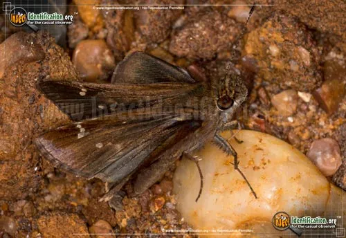 Clouded Skipper - photo 8