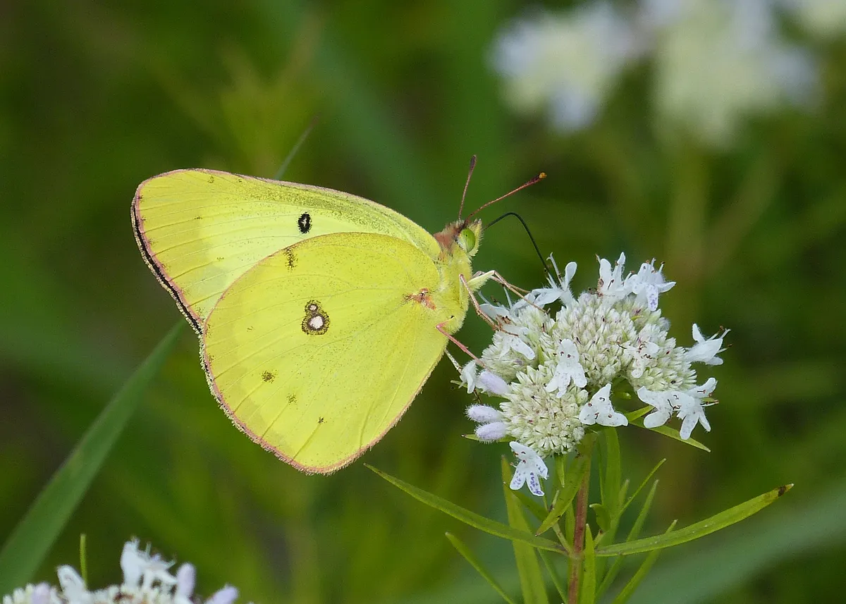 Clouded Sulphur - photo 3