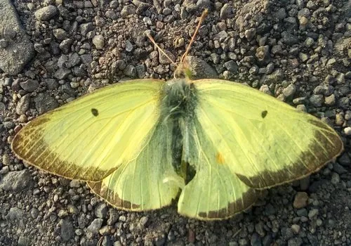 Clouded Sulphur - photo 4
