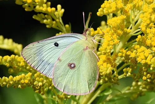 Clouded Sulphur - photo 6