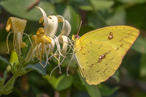Cloudless Sulphur Butterfly