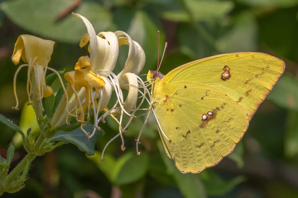 Cloudless Sulphur Butterfly - photo 2