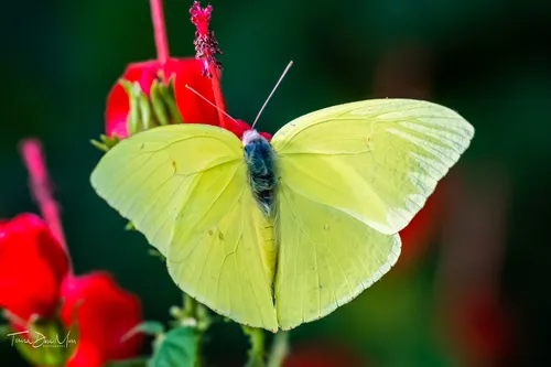 Cloudless Sulphur Butterfly - photo 4