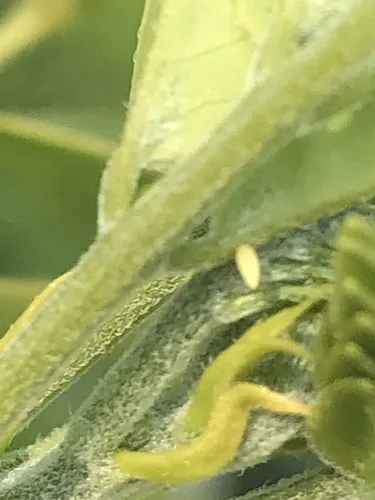 Cloudless Sulphur Butterfly - photo 5