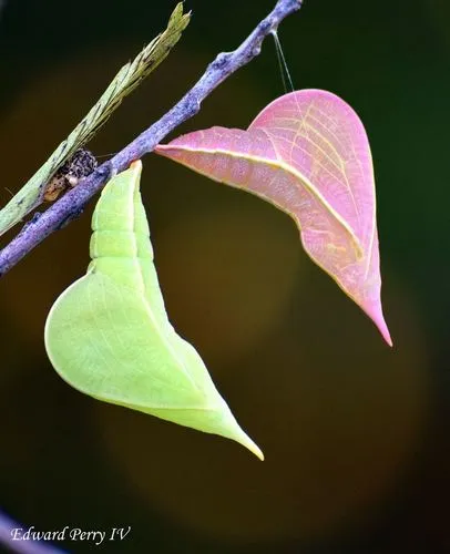 Cloudless Sulphur Butterfly - photo 8