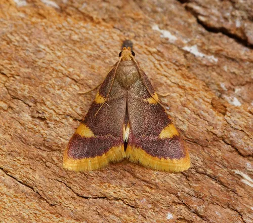 Clover Hayworm Moth - Hypsopygia costalis
