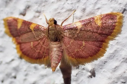 Clover Hayworm Moth - photo 3