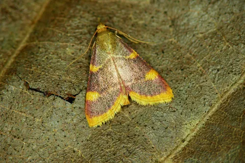 Clover Hayworm Moth - photo 4