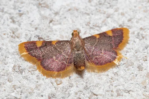 Clover Hayworm Moth - photo 5