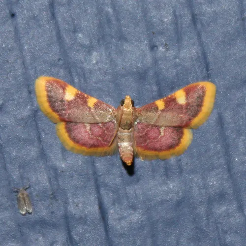 Clover Hayworm Moth - photo 6