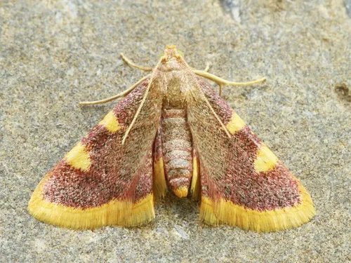 Clover Hayworm Moth - photo 7