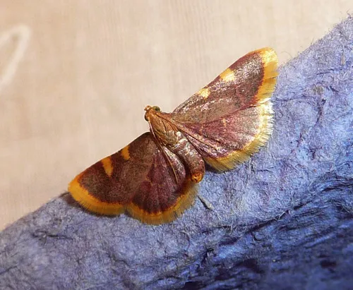 Clover Hayworm Moth - photo 8