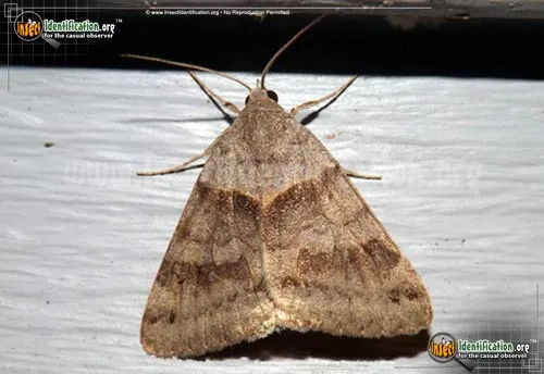 Clover Looper Moth - photo 2