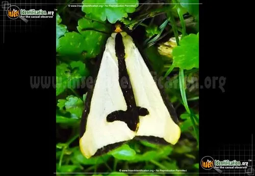 Clymene Haploa - photo 2