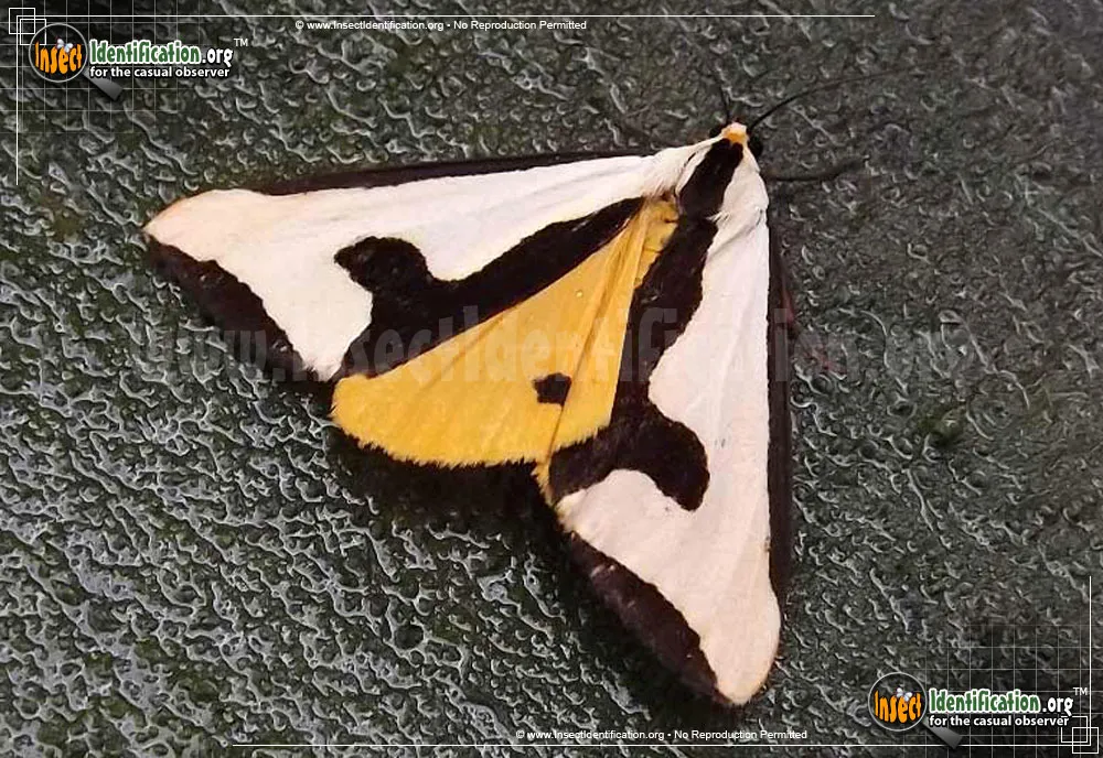 Clymene Haploa - photo 3
