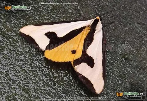 Clymene Haploa - photo 4