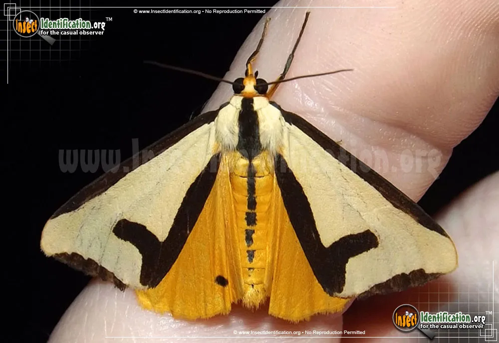 Clymene Haploa - photo 5
