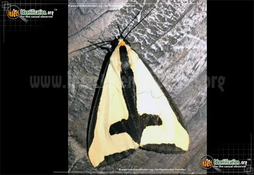 Clymene Haploa - photo 7