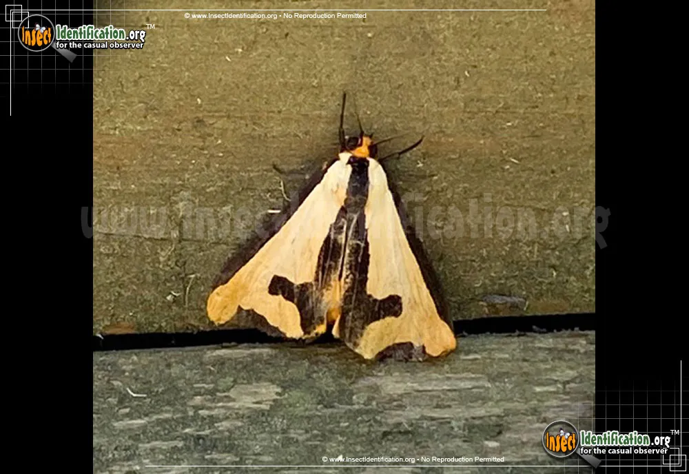 Clymene Haploa - photo 8