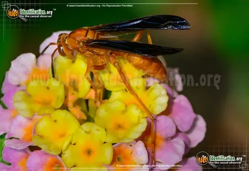 Coarse-backed Red Paper Wasp - photo 4
