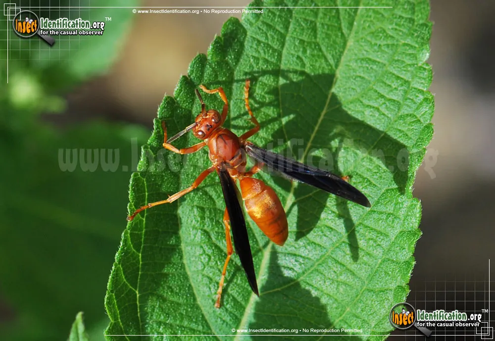 Coarse-backed Red Paper Wasp - photo 5