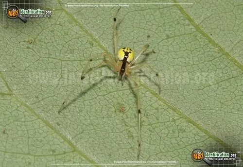 Cobweb Spider -Theridion - photo 2