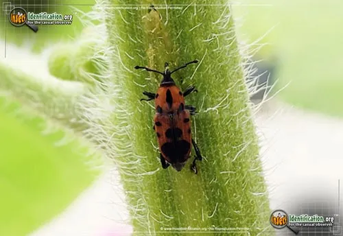 Cocklebur Weevil - photo 2