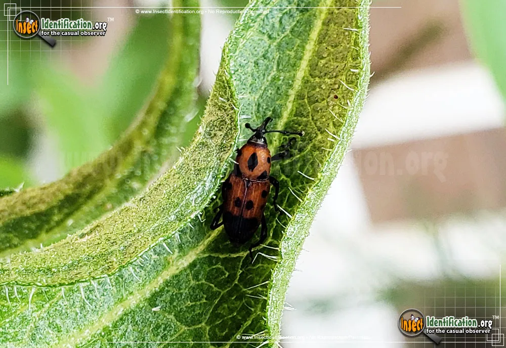 Cocklebur Weevil - photo 3