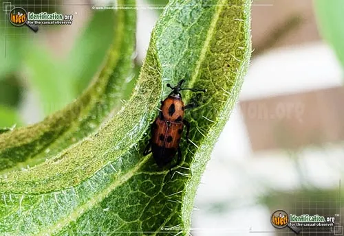 Cocklebur Weevil - photo 4