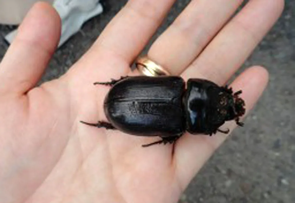 Coconut Rhinoceros Beetle - Oryctes rhinoceros