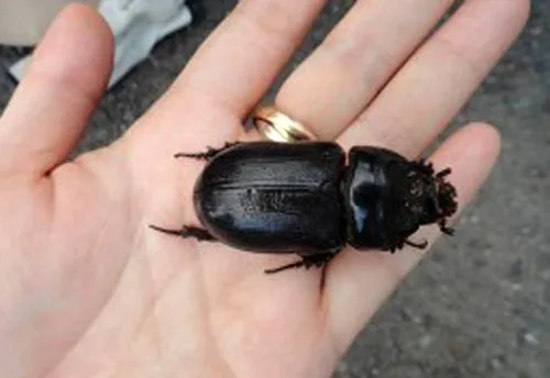Coconut Rhinoceros Beetle - photo 2