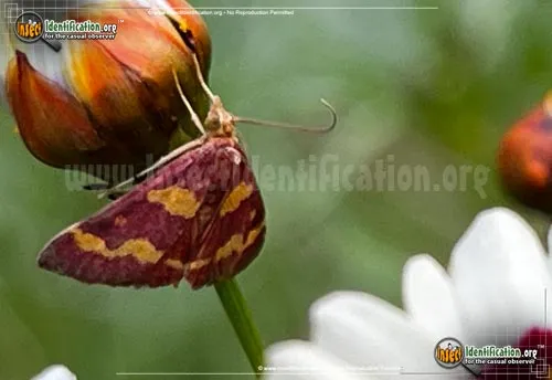 Coffee-loving Pyrausta Moth - photo 2