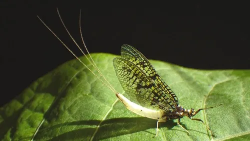 Coffinfly