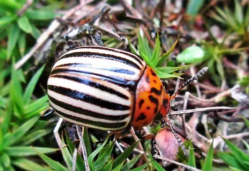 Colorado Potato Beetle - photo 2