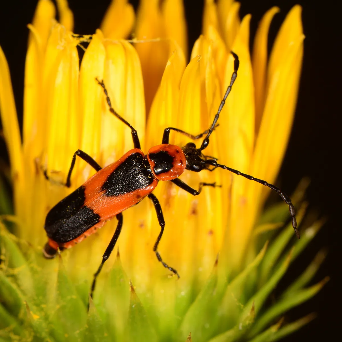 Colorado Soldier Beetle - photo 3