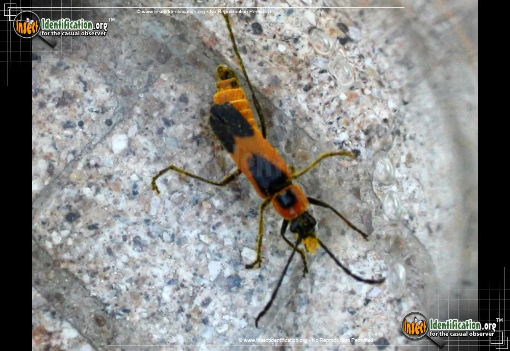 Colorado Soldier Beetle - photo 4