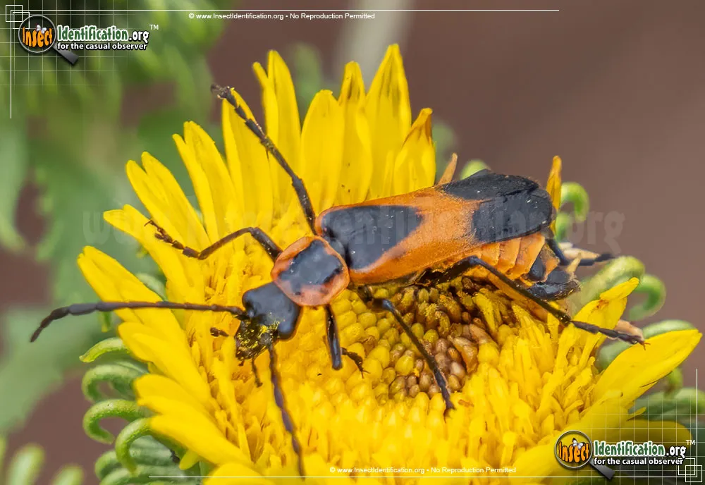 Colorado Soldier Beetle - photo 7