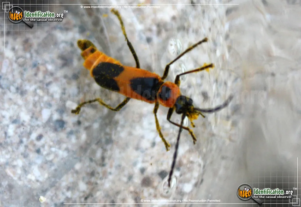 Colorado Soldier Beetle - photo 8