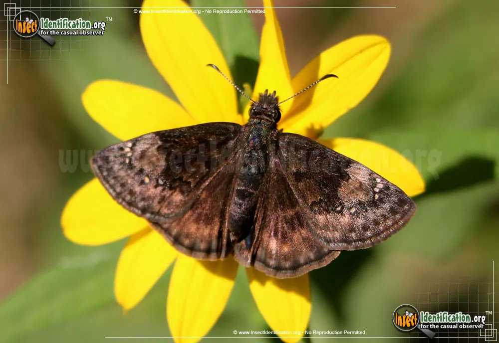 Columbine Duskywing