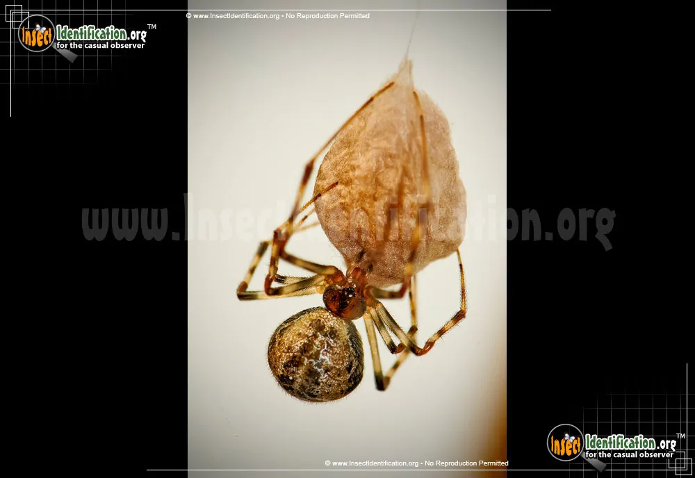Comb-Clawed Spider - Parasteatoda spp.